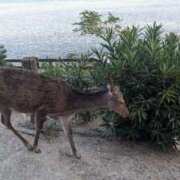 ヒメ日記 2025/11/29 10:30 投稿 大塚かずみ 大阪ぽっちゃり妻