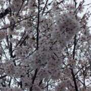 ヒメ日記 2026/03/31 23:02 投稿 大塚かずみ 大阪ぽっちゃり妻