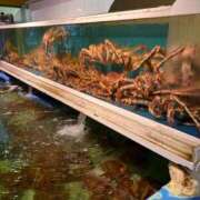 ヒメ日記 2025/10/24 12:54 投稿 咲紀(さき) 札幌人妻マドンナ