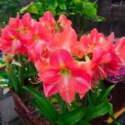 ヒメ日記 2025/05/26 23:59 投稿 菅野 ティアラ