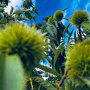 ヒメ日記 2025/07/29 22:22 投稿 菅野 ティアラ