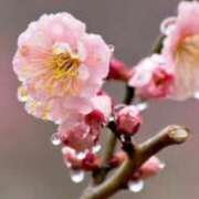 ヒメ日記 2026/02/25 08:54 投稿 ちか 花夫人