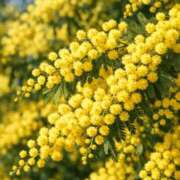 ヒメ日記 2026/03/09 08:22 投稿 ちか 花夫人