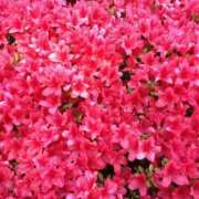 ヒメ日記 2026/04/27 08:54 投稿 ちか 花夫人