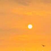 ヒメ日記 2024/12/17 09:12 投稿 ななお 花夫人