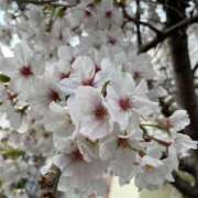 ヒメ日記 2025/04/05 09:05 投稿 ななお 花夫人