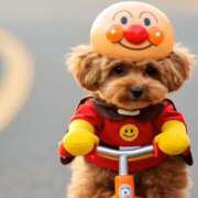 ヒメ日記 2025/04/06 09:14 投稿 ななお 花夫人