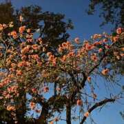 ヒメ日記 2025/04/08 09:09 投稿 ななお 花夫人