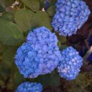 ヒメ日記 2025/05/25 09:07 投稿 ななお 花夫人