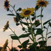 ヒメ日記 2025/08/06 13:53 投稿 ななお 花夫人