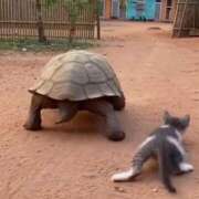 ななお 10分の目標 花夫人