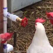 ヒメ日記 2026/02/01 16:28 投稿 ななお 花夫人