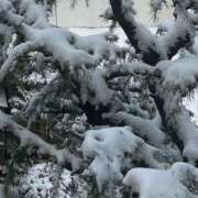 ヒメ日記 2026/02/08 09:07 投稿 ななお 花夫人