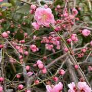 ヒメ日記 2026/02/27 09:03 投稿 ななお 花夫人
