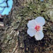 ヒメ日記 2026/03/06 09:12 投稿 ななお 花夫人