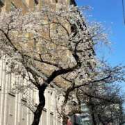 ヒメ日記 2026/03/25 11:36 投稿 ななお 花夫人