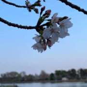 ヒメ日記 2026/03/30 10:27 投稿 ななお 花夫人