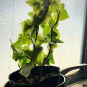 ヒメ日記 2026/04/26 12:24 投稿 ななお 花夫人