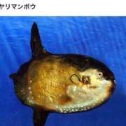 ヒメ日記 2025/11/14 21:45 投稿 エレナ 花夫人