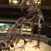 ヒメ日記 2026/03/09 21:46 投稿 エレナ 花夫人