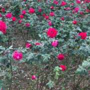 ヒメ日記 2024/12/10 17:46 投稿 桜木 くみ 30代40代50代と遊ぶなら博多人妻専科24時