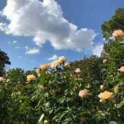 ヒメ日記 2025/01/21 17:18 投稿 桜木 くみ 30代40代50代と遊ぶなら博多人妻専科24時