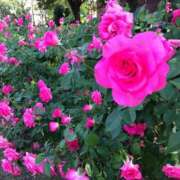 ヒメ日記 2025/01/24 17:20 投稿 桜木 くみ 30代40代50代と遊ぶなら博多人妻専科24時