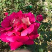 ヒメ日記 2025/03/11 17:26 投稿 桜木 くみ 30代40代50代と遊ぶなら博多人妻専科24時