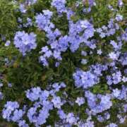 ヒメ日記 2025/03/18 17:32 投稿 桜木 くみ 30代40代50代と遊ぶなら博多人妻専科24時