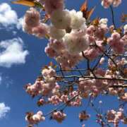 ヒメ日記 2025/04/21 17:16 投稿 桜木 くみ 30代40代50代と遊ぶなら博多人妻専科24時