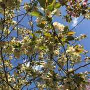 ヒメ日記 2025/04/26 17:23 投稿 桜木 くみ 30代40代50代と遊ぶなら博多人妻専科24時