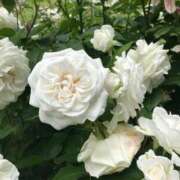 ヒメ日記 2025/04/30 17:20 投稿 桜木 くみ 30代40代50代と遊ぶなら博多人妻専科24時