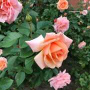 ヒメ日記 2025/05/07 17:28 投稿 桜木 くみ 30代40代50代と遊ぶなら博多人妻専科24時