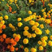 ヒメ日記 2025/05/11 22:22 投稿 桜木 くみ 30代40代50代と遊ぶなら博多人妻専科24時