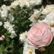 ヒメ日記 2025/08/22 12:10 投稿 桜木 くみ 30代40代50代と遊ぶなら博多人妻専科24時