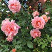 桜木 くみ ありがとう💖 30代40代50代と遊ぶなら博多人妻専科24時