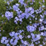 ヒメ日記 2026/01/14 14:26 投稿 桜木 くみ 30代40代50代と遊ぶなら博多人妻専科24時