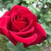 桜木 くみ ありがとう💖 30代40代50代と遊ぶなら博多人妻専科24時