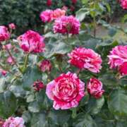 桜木 くみ ありがとう💖 30代40代50代と遊ぶなら博多人妻専科24時