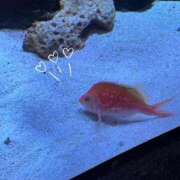 ヒメ日記 2026/04/03 00:39 投稿 あき ハイブリッドヘルス小岩中央