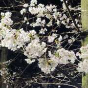 ヒメ日記 2026/03/29 17:02 投稿 すず 池袋西口でSUGEEE求められる俺のカラダ