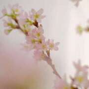 ヒメ日記 2025/04/11 15:50 投稿 あさみ マダム西船橋