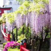 ヒメ日記 2025/04/15 12:30 投稿 あさみ マダム西船橋