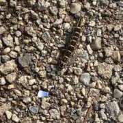 ヒメ日記 2025/07/18 08:36 投稿 あさみ マダム西船橋