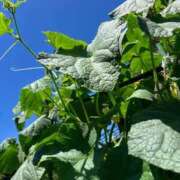 ヒメ日記 2025/07/19 14:20 投稿 あさみ マダム西船橋