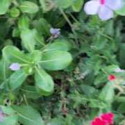 ヒメ日記 2025/08/21 05:20 投稿 あさみ マダム西船橋