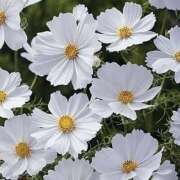 ヒメ日記 2025/09/17 21:00 投稿 あさみ マダム西船橋