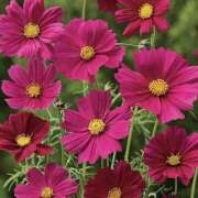 ヒメ日記 2025/09/18 20:20 投稿 あさみ マダム西船橋