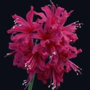 ヒメ日記 2025/11/04 20:50 投稿 あさみ マダム西船橋