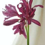 ヒメ日記 2025/11/09 20:38 投稿 あさみ マダム西船橋